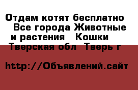 Отдам котят бесплатно  - Все города Животные и растения » Кошки   . Тверская обл.,Тверь г.